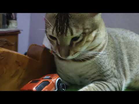 jokhon khelte mon chay 😁