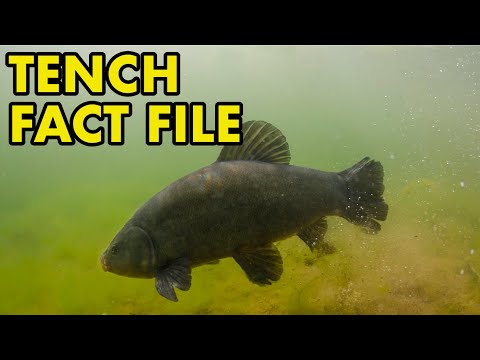 Tench: Fact File (British Wildlife Facts)