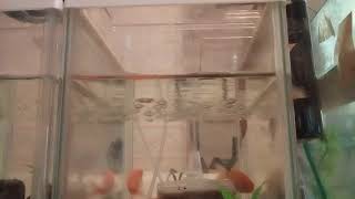 金魚密着だーーー❗10分間