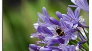 Carlos Cano "Luna de Abril" -Primavera.wmv