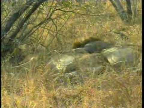 Lions on Djuma PM Drive 09/13/07 - 3
