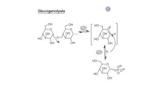 Carbohydrate Biosynthesis I: Glycogen Synthesis