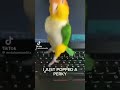 CHARLIE CHARLIE KIRKY Funny Charliekirk Birds Animals