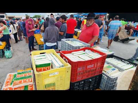 QUEIJO DE 21 REAIS SÓ EM CACHOEIRINHA-PE