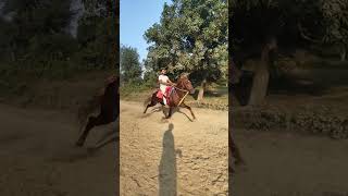Download lagu Babbar ka Jalwa🔥Osama Bhai ka Ghoda Prayagraj #sindhi #horse #race #bhadri mp3 Download lagu Babbar ka Jalwa🔥Osama Bhai ka Ghoda Prayagraj #sindhi #horse #race #bhadri mp3