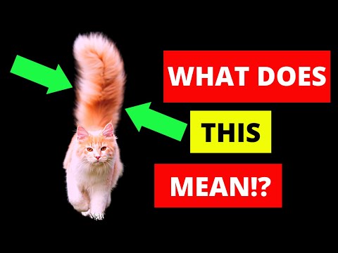 Finally Understanding Cat Tail Language!