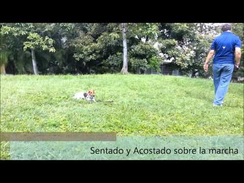 Obediencia Básica II - Zaida y Zoil (jack russell terrier)