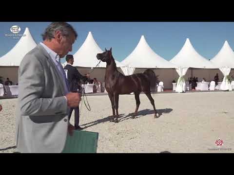 N 57 KHALY NUR   Prague 2020   Intercup   4 6 Years Old Stallions Class 10