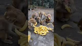 cute monkeys #whatsapp #status clip #shorts #monke