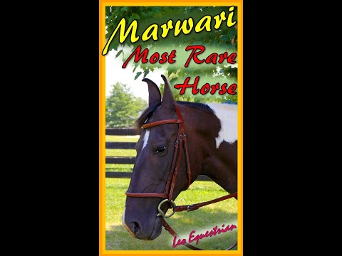 , title : 'Marwari   Most rare Breed of Horse'