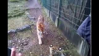 preview picture of video 'Tiger and two tiger babies in Riga Zoo'