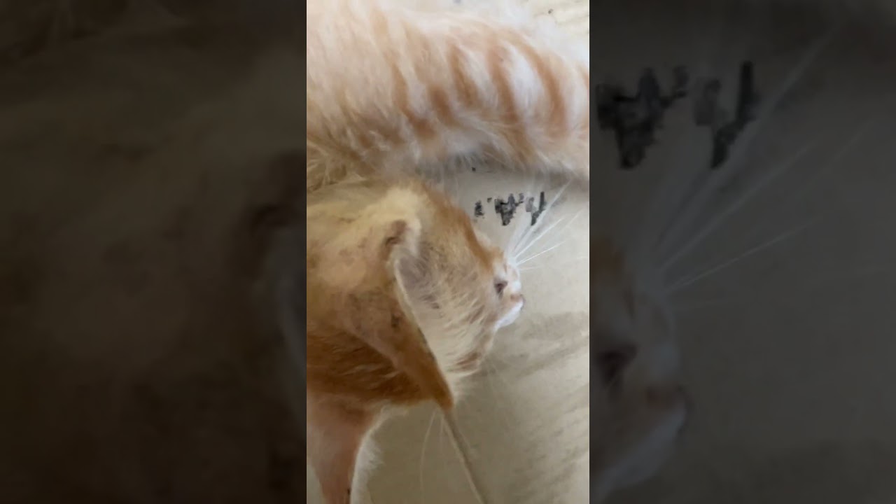 One brain cell #cute #onebraincell #orangecat