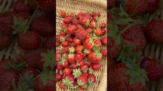 Harvest Time #harvest #strawberry #growyourownfood #backyardgarden #homegardening #harvesttime