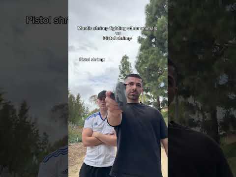 Mantis shrimp fighting other animals vs pistoI shrimp. #shorts #skit #funny