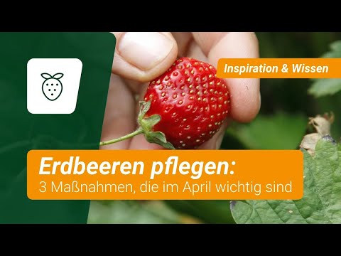 Erdbeeren: 3 Pflegemaßnahmen, die im April wichtig sind