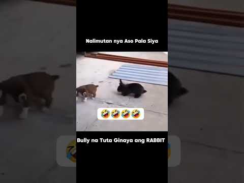 Bully na TUTA #funnyvideo #funnyshorts #viralvideo #viralshorts #fyp #highlights