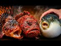 The MOST POISONOUS Seafood In The World