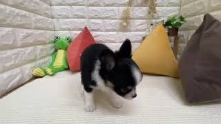 チワワ（ロング）の動画01