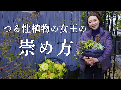 園芸 バーニング クレマチス、フレーム クレマチス、ペッパー クレマチス、フレグランス クレマチス