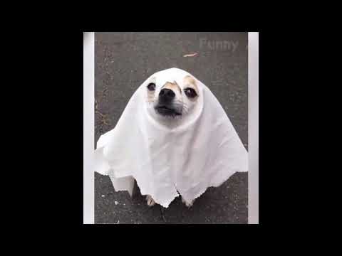 Funny 😹 Cats And 🐶 Dogs Situations - Try Not To Laugh 😂