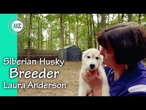 download lagu mp3 mp4 Akc Siberian Husky Breeder, download lagu Akc Siberian Husky Breeder gratis, unduh video klip Akc Siberian Husky Breeder