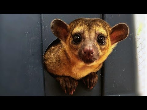 Kinkajou (medvedík chvostatý) (Potos flavus) — reálne info: chov, welfare a legislatíva