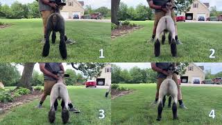 Joliet Junior College - Market Lamb Class