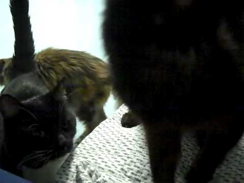 Josette loves her turkey!