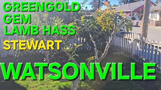 UPDATE ON AVOCADO MULTI GRAFT GREENGOLD, GEM, LAMB HASS on STEWART IN WATSONVILLE