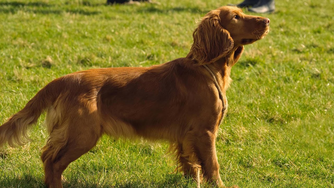 All Creatures Great and Small: The Animals of Season 2