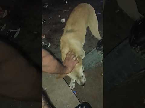 "Watch This Dog GO CRAZY for Food! 🐶🍽️ Epic Taste Test Challenge!" #shorts #dog #trending