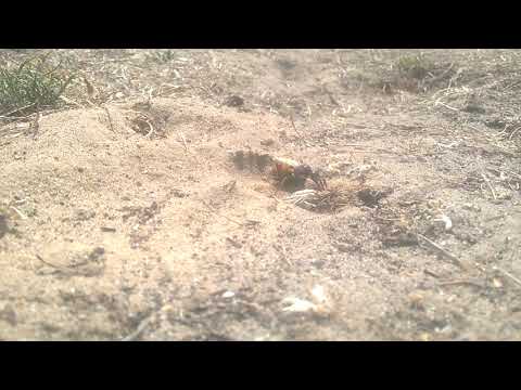 European Beewolf (Philanthus triangulum triangulum)