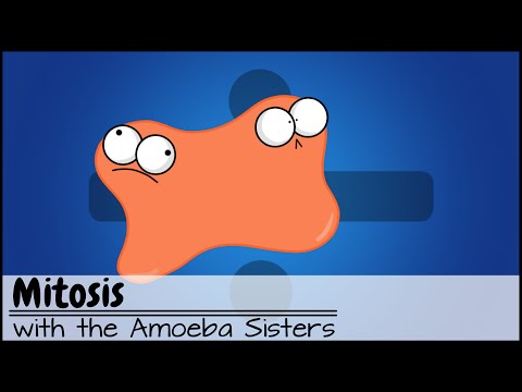 Mitosis - The Amoeba Sisters thumbnail