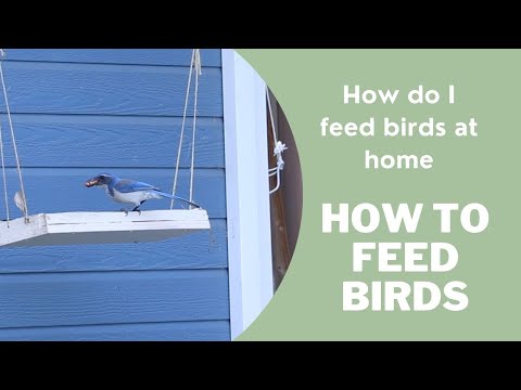 How do I feed birds at home | How to feed birds prasadam