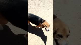 Video preview image #1 Beagle Puppy For Sale in Apple Valley, CA, USA