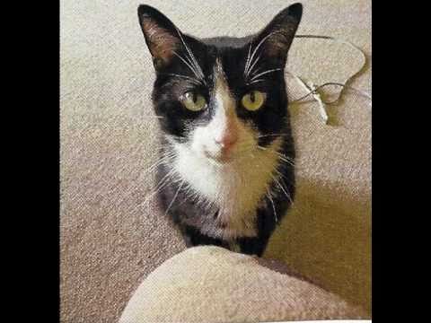 Kiefer the Tuxedo cat slideshow