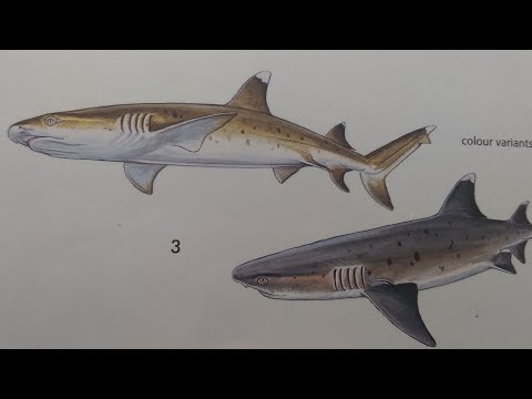 How To Draw a Whitetip Reef Shark