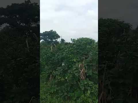 77 Acres of Investment Land Behind OPIC Estate | 📍Agbara, Ogun State