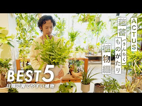 最も美しい部屋のシダ トピックス