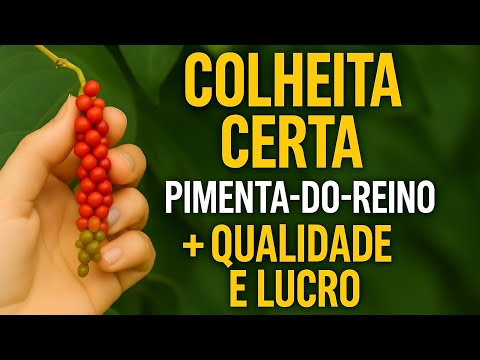 How to Harvest Black Pepper Right: Higher Quality and Profit in the Field!