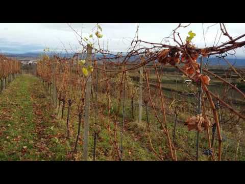 PERMAKULTUR im Weinberg: Sanfter Rebschnitt und Wickeln der Reben - Winzerhof Linder in Endingen