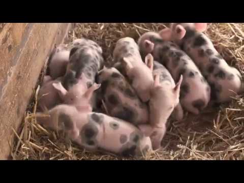 McGoéland - La Ferme I Just Like Me! I Disney Channel BE