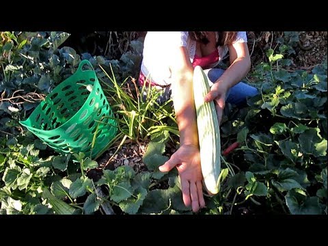 This Is Why You Should Grow Armenian Cucumbers!