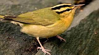 Download lagu Suara burung pare-pare betina mp3