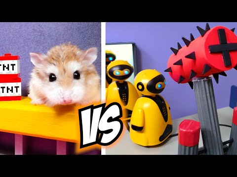 Top 5 Major Hamster Battle Stories
