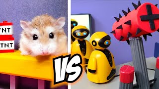 Top 5 Major Hamster Battle Stories