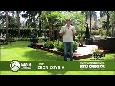 Grama Zeon Zoysia - Itograss