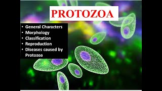 Introduction to Protozoa- General Characters,Morphology and Classification