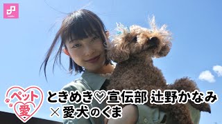 【ペット愛】辻野かなみ（ときめき▽宣伝部）× 愛犬のくま vol. 1