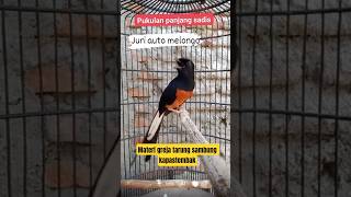 Download lagu Muraibtau isian gereja tarung dan kapastembak pendongkrak emosi #rajanabirdfarm #pancinganmuraibatu mp3